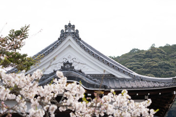 The beautiful decorated roof of a Japanese temple framed by blooming cherry trees with white flowers outdoor at daytime during spring in Kyoto in Japan with space for text.