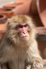 Japanese maqaque or snow monkey with pinkish face and brown or greyish hair outdoor at daytime in the Jigokudani Monkey Park in Yamanouchi Nagano Prefecture in the wilderness of Japan.