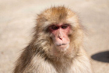 Japanese maqaque or snow monkey with pinkish face and brown or greyish hair outdoor at daytime in the Jigokudani Monkey Park in Yamanouchi Nagano Prefecture in the wilderness of Japan.