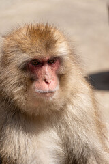 Japanese maqaque or snow monkey with pinkish face and brown or greyish hair outdoor at daytime in the Jigokudani Monkey Park in Yamanouchi Nagano Prefecture in the wilderness of Japan.