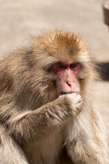 Japanese maqaque or snow monkey with pinkish face and brown or greyish hair outdoor at daytime in the Jigokudani Monkey Park in Yamanouchi Nagano Prefecture in the wilderness of Japan.