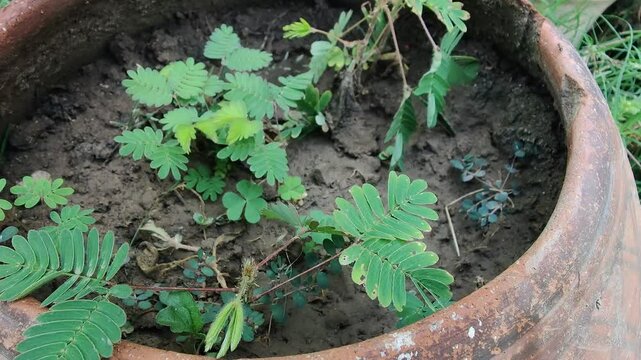 Mimosa pudica, sensitive plant or the Touch Me Not plant