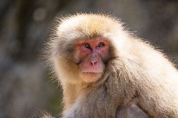Japanese maqaque or snow monkey with pinkish face and brown or greyish hair outdoor at daytime in the Jigokudani Monkey Park in Yamanouchi Nagano Prefecture in the wilderness of Japan.