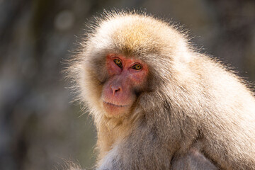 Japanese maqaque or snow monkey with pinkish face and brown or greyish hair outdoor at daytime in the Jigokudani Monkey Park in Yamanouchi Nagano Prefecture in the wilderness of Japan.