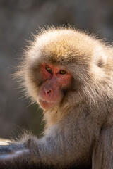 Japanese maqaque or snow monkey with pinkish face and brown or greyish hair outdoor at daytime in the Jigokudani Monkey Park in Yamanouchi Nagano Prefecture in the wilderness of Japan.