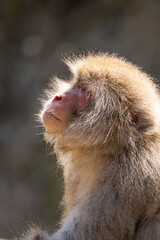 Japanese maqaque or snow monkey with pinkish face and brown or greyish hair outdoor at daytime in the Jigokudani Monkey Park in Yamanouchi Nagano Prefecture in the wilderness of Japan.