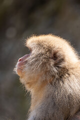 Japanese maqaque or snow monkey with pinkish face and brown or greyish hair outdoor at daytime in the Jigokudani Monkey Park in Yamanouchi Nagano Prefecture in the wilderness of Japan.