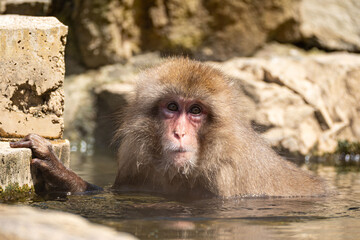 Japanese maqaque or snow monkey with pinkish face and brown or greyish hair outdoor at daytime in the Jigokudani Monkey Park in Yamanouchi Nagano Prefecture in the wilderness of Japan.