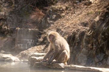 Japanese maqaque or snow monkey with pinkish face and brown or greyish hair outdoor at daytime in the Jigokudani Monkey Park in Yamanouchi Nagano Prefecture in the wilderness of Japan.