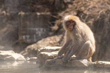 Japanese maqaque or snow monkey with pinkish face and brown or greyish hair outdoor at daytime in the Jigokudani Monkey Park in Yamanouchi Nagano Prefecture in the wilderness of Japan.