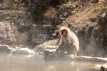 Japanese maqaque or snow monkey with pinkish face and brown or greyish hair outdoor at daytime in the Jigokudani Monkey Park in Yamanouchi Nagano Prefecture in the wilderness of Japan.