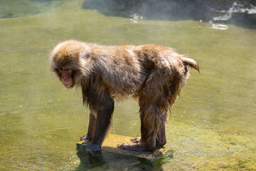 Japanese maqaque or snow monkey with pinkish face and brown or greyish hair outdoor at daytime in the Jigokudani Monkey Park in Yamanouchi Nagano Prefecture in the wilderness of Japan.