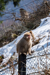Japanese maqaque or snow monkey with pinkish face and brown or greyish hair outdoor at daytime in the Jigokudani Monkey Park in Yamanouchi Nagano Prefecture in the wilderness of Japan.