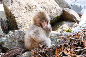 Japanese maqaque or snow monkey with pinkish face and brown or greyish hair outdoor at daytime in the Jigokudani Monkey Park in Yamanouchi Nagano Prefecture in the wilderness of Japan.
