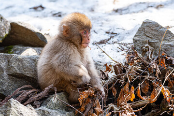 Japanese maqaque or snow monkey with pinkish face and brown or greyish hair outdoor at daytime in the Jigokudani Monkey Park in Yamanouchi Nagano Prefecture in the wilderness of Japan.