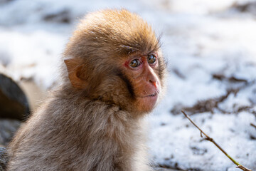 Japanese maqaque or snow monkey with pinkish face and brown or greyish hair outdoor at daytime in the Jigokudani Monkey Park in Yamanouchi Nagano Prefecture in the wilderness of Japan.