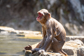 Japanese maqaque or snow monkey with pinkish face and brown or greyish hair outdoor at daytime in the Jigokudani Monkey Park in Yamanouchi Nagano Prefecture in the wilderness of Japan.