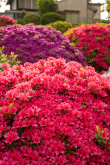 Fototapeta premium Floral background of blooming colourful Azalea flowers outdoor at daytime in a Japanese garden at the Nezu Shrine during spring in Tokyo city in Japan with space for text.