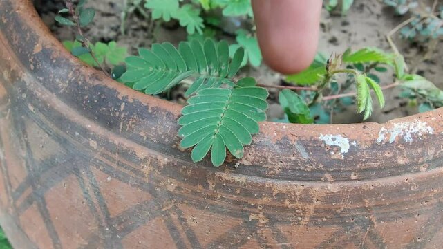 Mimosa pudica, sensitive plant or the Touch Me Not plant