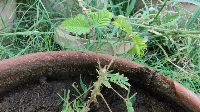 Mimosa pudica, sensitive plant or the Touch Me Not plant