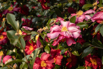 Flower background, blooming Camellia blossoms at daytime in winter outdoor in a park in Tokyo city in Japan.