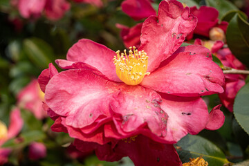 Flower background, blooming Camellia blossoms at daytime in winter outdoor in a park in Tokyo city in Japan.