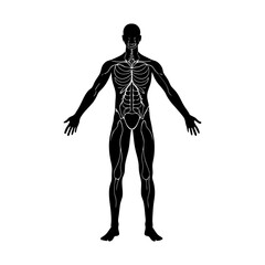 Human body silhouette with internal organs and nervous system shown