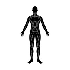 Anatomical illustration of human nervous system in full body silhouette