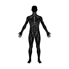 Silhouette of human body showing nervous system anatomy illustration