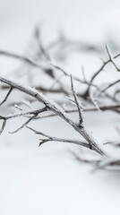 Frosty branches lie on a snowy surface.  Winter scene