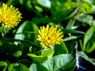 Beautiful yellow dandelion flower on the lawn in spring