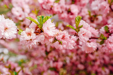 African American man sitting in kitchen texting on phone