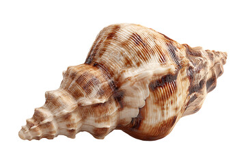 Elegant seashell on a stark transparent background, showcasing intricate patterns and textures