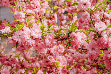 Sakura blossoms close-up. Spring vibe