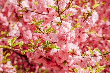 Sakura blossoms close-up. Spring vibe