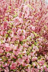 Sakura blossoms close-up. Spring vibe