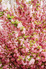 Fototapeta premium Sakura blossoms close-up. Spring vibe