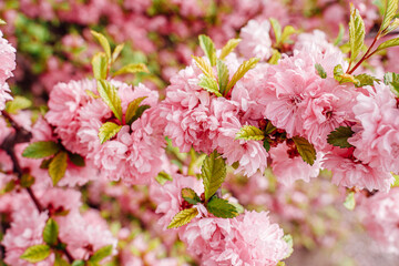 Sakura blossoms close-up. Spring vibe