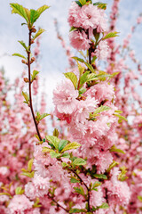 Sakura blossoms close-up against the sky. Spring vibe