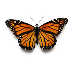 Fototapeta premium Striking Monarch Butterfly with Open Wings Isolated on a Clean White Background, Showcasing Vibrant Orange and Black Patterns