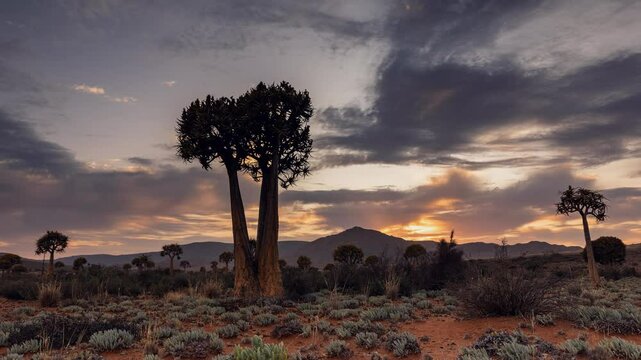 Desert sunrise timelapse: Unique Quiver tree, golden clouds in Africa