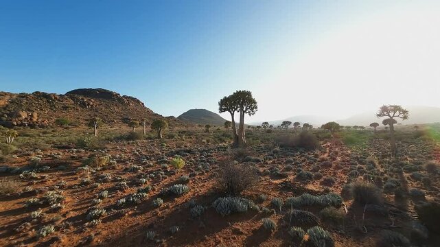 FPV camera flies between branches of Quiver tree in South Africa desert
