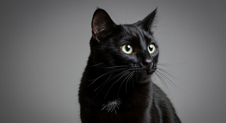 Majestic Black Cat Portrait A Stunning Image of Feline Elegance