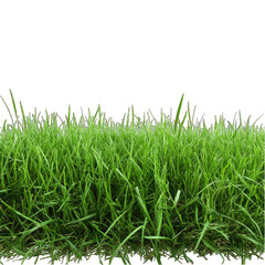 Fototapeta premium Lush green grass blades fill the frame, showcasing vibrant color and varied lengths against a black background. The image is sharply focused on the foreground