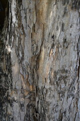 Close-up of textured tree bark. Neutral tones. Ideal for nature backgrounds, textures, and organic designs. Forestry, conservation, and outdoor themes.