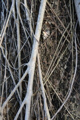 Abstract close-up of intertwined silver branches and dark twigs on rough bark. Natural texture for backgrounds, patterns, or creative design.