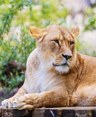 Portrait animal shot of a resting lioness