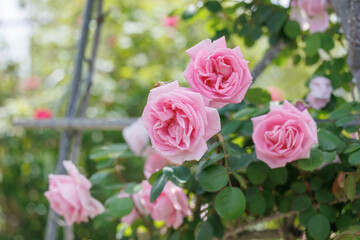 Roses blooming in the garden