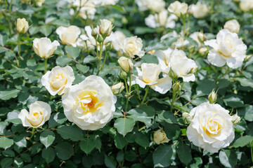 Roses blooming in the garden