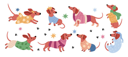 Dachshunds in clothes. Happy dog characters with different wears, male and female adorable pets, funny dress, sweater, pajamas and jacket, cartoon flat isolated garish vector set